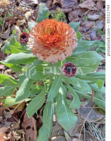 Orange flowers 89331744