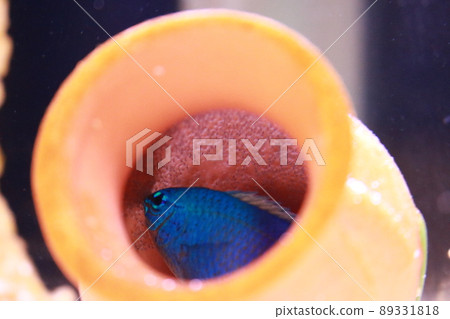 Blue devil parenting 89331818