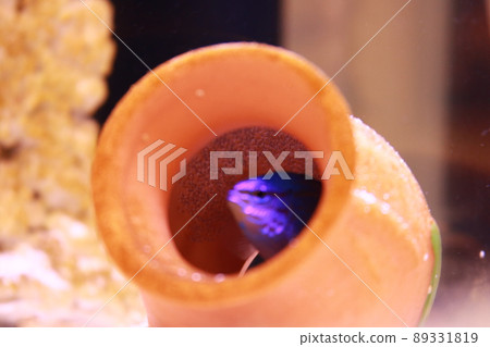 Blue devil egg Blue devil egg 89331819