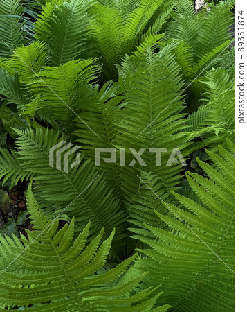 Ostrich fern Ostrich fern 89331874