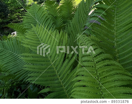 鴕鳥蕨 鴕鳥蕨 89331876