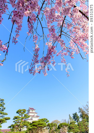 福島縣八重紅枝垂櫻與敦賀城 89331975