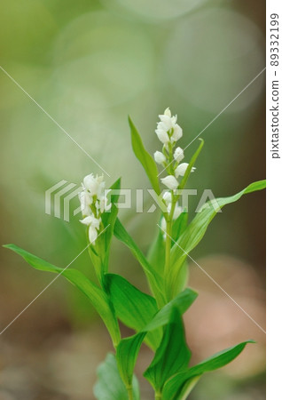 Wild orchid shining in the sunlight through the trees Ginran (Sasabaginran) Wild orchid shining in the sunlight through the trees Ginran (Sasabaginran) 89332199