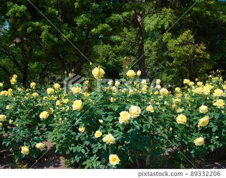 黃玫瑰花田[名古屋市莊內綠地公園] 89332206