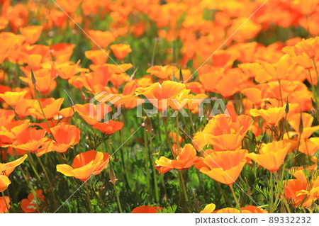Orange poppy California poppy Orange poppy California poppy 89332232