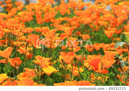 Orange poppy California poppy Orange poppy California poppy 89332233