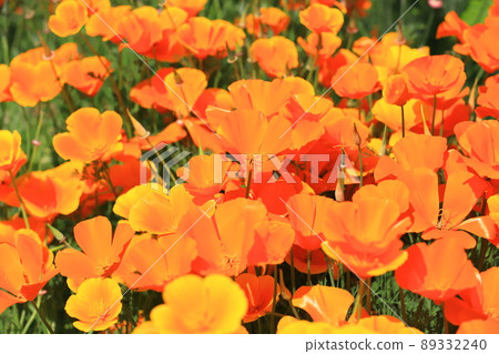 Orange poppy California poppy Orange poppy California poppy 89332240