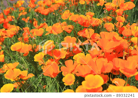 Orange poppy California poppy Orange poppy California poppy 89332241