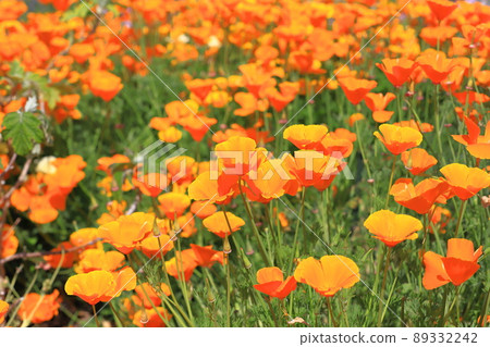 Orange poppy California poppy 89332242