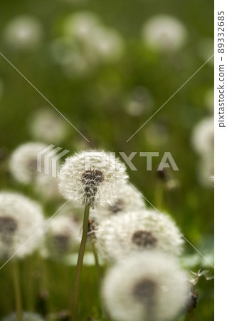 Fluffy field dandelions Fluffy field dandelions 89332685