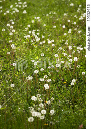 Fluffy field dandelions 89332686