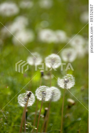 Fluffy field dandelions 89332687