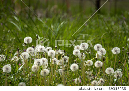 Fluffy field dandelions 89332688