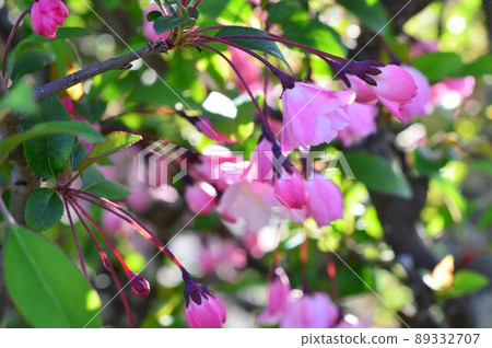 花中(花ha桐) 花中(花ha桐) 89332707