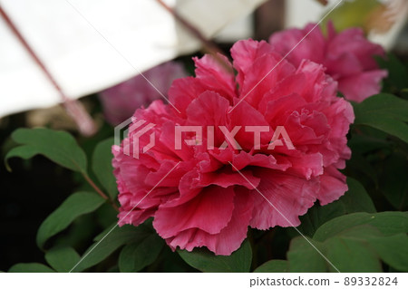 按鈕（淺紅色） 89332824