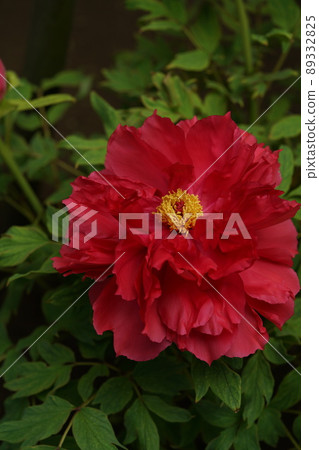 按鈕（淺紅色） 89332825