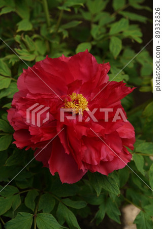 按鈕（淺紅色） 89332826