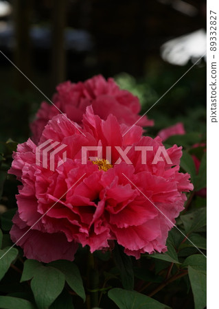 按鈕（淺紅色） 89332827