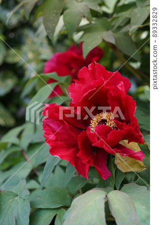 按鈕（淺紅色） 89332829