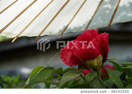 Button (light red) 89332830