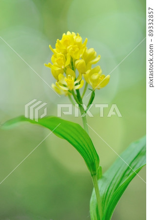 Wild orchid shining in the sunlight through the trees Kinran 89332857