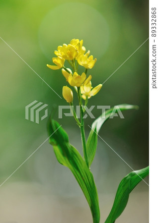 Wild orchid shining in the sunlight through the trees Kinran 89332868