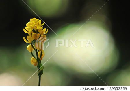 透過樹林在陽光下閃耀的野蘭花 Kinran 89332869