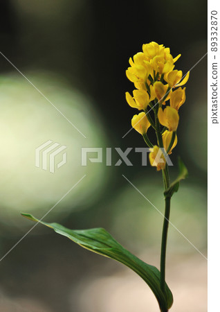 Wild orchid shining in the sunlight through the trees Kinran 89332870