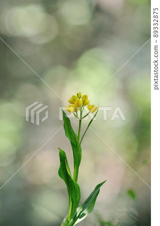Wild orchid shining in the sunlight through the trees Kinran Wild orchid shining in the sunlight through the trees Kinran 89332875