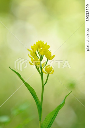 Wild orchid shining in the sunlight through the trees Kinran 89332899