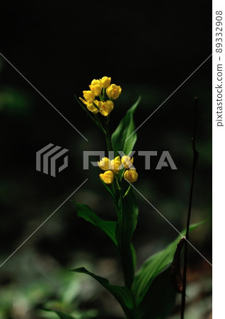 Wild orchid shining in the sunlight through the trees Kinran Wild orchid shining in the sunlight through the trees Kinran 89332908