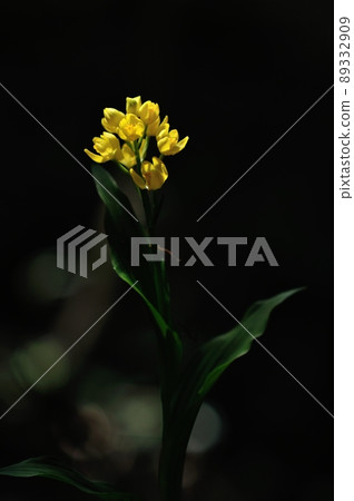 Wild orchid shining in the sunlight through the trees Kinran 89332909