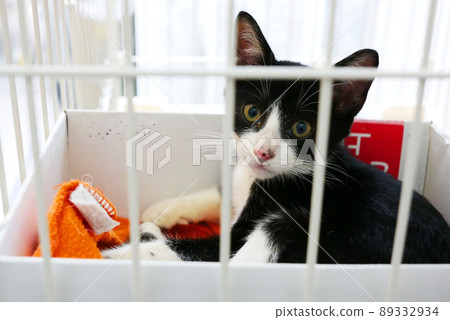 A kitten with a surprised face in a cage 89332934