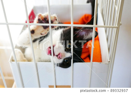 籠子裡無聊的小貓 89332937