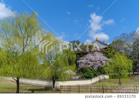 東大寺大佛殿西廊鹿與櫻花2022年4月4日 東大寺大佛殿西廊鹿與櫻花2022年4月4日 89333170