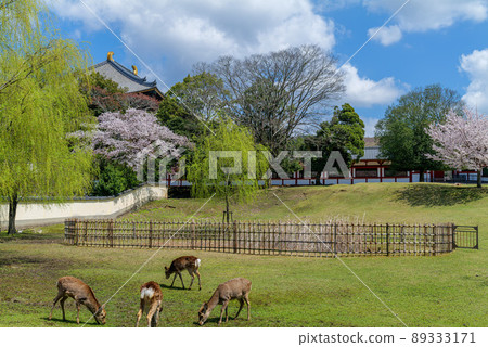 東大寺大佛殿西廊鹿與櫻花2022年4月4日 89333171
