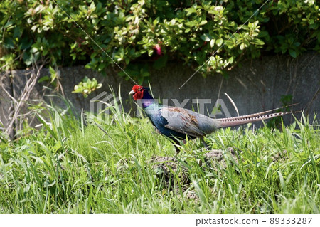 pheasant  89333287