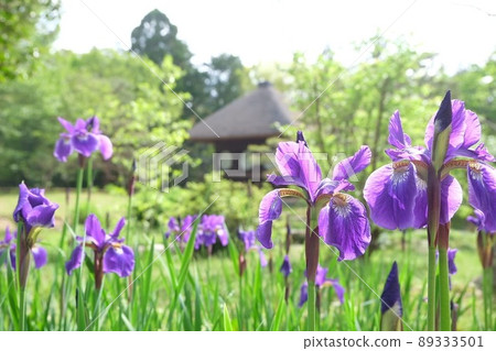 With irises after the rain 89333501