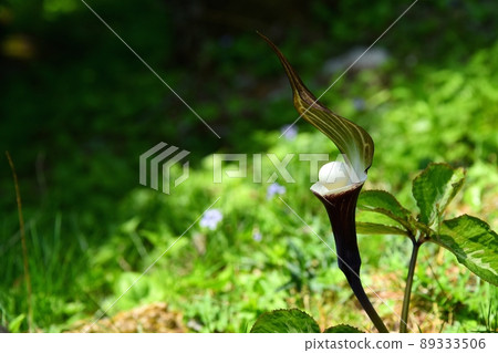 Yukimochisou flowers at Rokko Alpine Botanical Garden 89333506