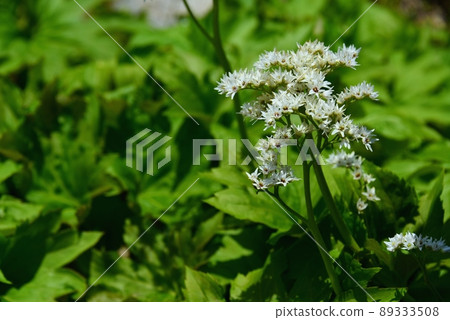 Rokko Alpine Botanical Garden Iwayatsude Flower 89333508