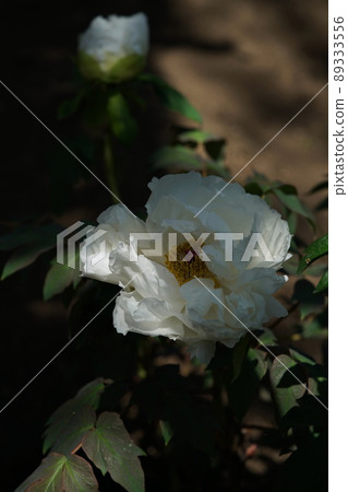 Button (white) Button (white) 89333556