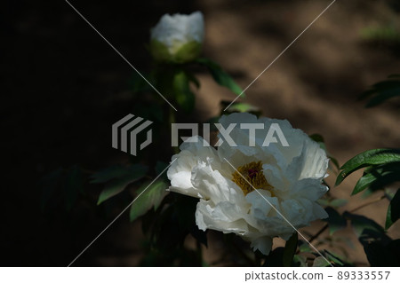 Button (white) Button (white) 89333557