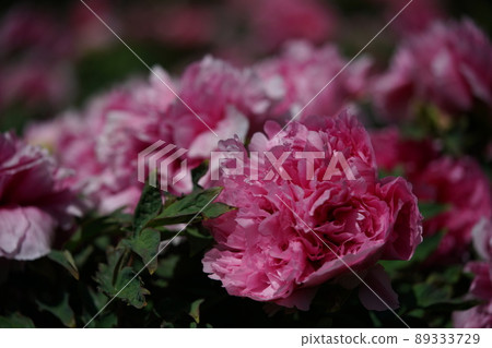 Button (light pink) Button (light pink) 89333729