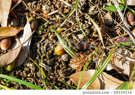 Atractomorpha lata in autumn 89334154