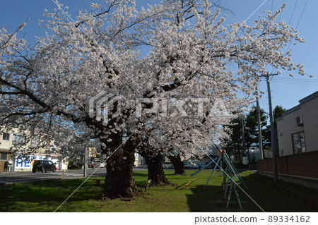 Cherry blossoms in full bloom in Nakano, Hirosaki 89334162