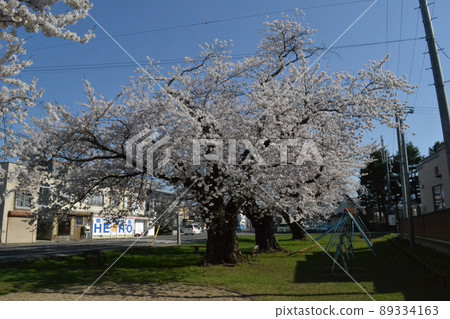 Cherry blossoms in full bloom in Nakano, Hirosaki 89334163
