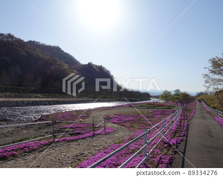 Moss phlox, moss phlox, Tachiya River Moss phlox, moss phlox, Tachiya River 89334276