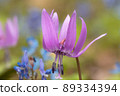 Katakuri花 89334394