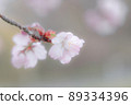 櫻花 89334396