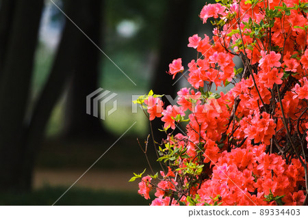Azalea's season Azalea's season 89334403
